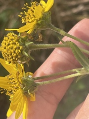 Helianthus schweinitzii