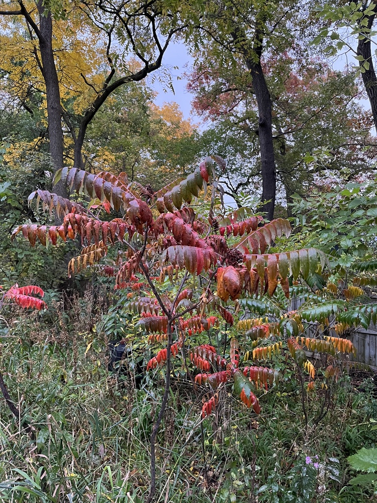 smooth sumac from Gregory St, Madison, WI, US on October 13, 2022 at 05