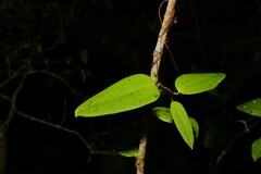 Smilax glyciphylla