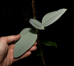 Smilax glyciphylla