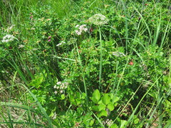 Ligusticum scothicum hultenii