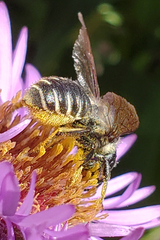 Megachile relativa