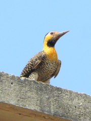 Colaptes campestris campestris