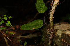 Smilax glyciphylla
