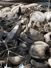 Sauria