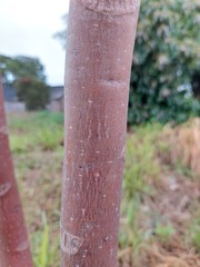 Cedrela fissilis