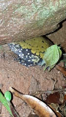 Dermatonotus muelleri