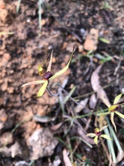 Caladenia leptochila