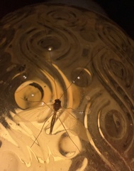 Keroplatidae