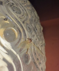 Keroplatidae