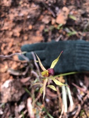 Caladenia leptochila