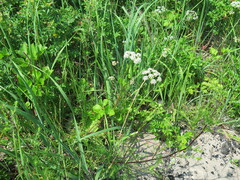 Ligusticum scothicum hultenii