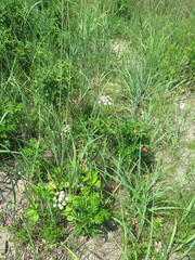 Ligusticum scothicum hultenii