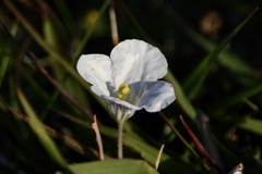 Nierembergia calycina