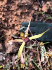 Caladenia leptochila