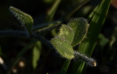 Nierembergia calycina