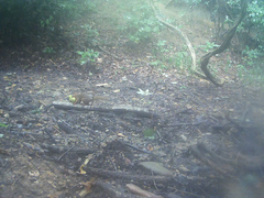 Sciurus lis