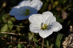 Nierembergia calycina