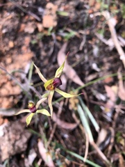 Caladenia leptochila