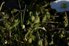 Nierembergia calycina