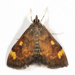 Pyrausta generosa