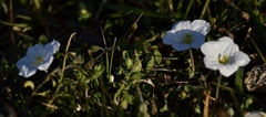 Nierembergia calycina