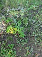 Ligusticum scothicum hultenii