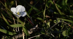 Nierembergia calycina