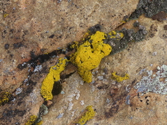 Candelariella rosulans