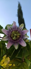 Passiflora alata × caerulea
