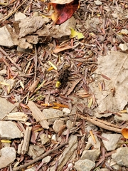 Ontholestes cingulatus