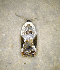 Acleris nivisellana