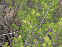 Fraxinus anomala