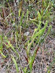 Lycopodiella