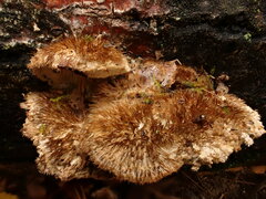 Trametes trogii
