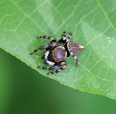Maratus scutulatus