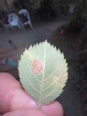 Stigmella anomalella