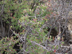 Amelanchier utahensis