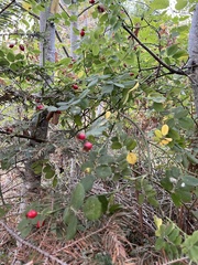 Stigmella anomalella