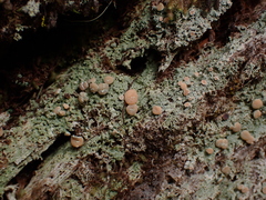 Icmadophila ericetorum