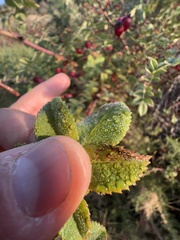 Stigmella anomalella