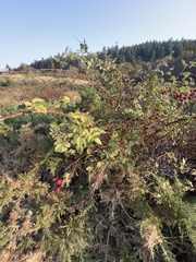 Stigmella anomalella