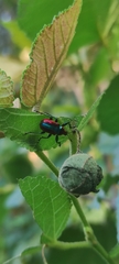 Pilolabus viridans