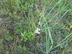 Ligusticum scothicum hultenii