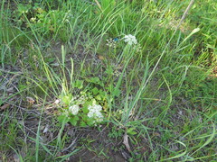 Ligusticum scothicum hultenii