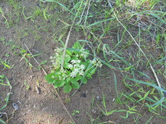 Ligusticum scothicum hultenii