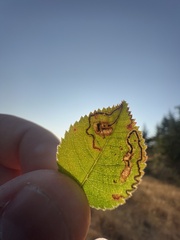 Stigmella anomalella