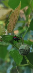 Pilolabus viridans