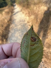 Stigmella anomalella