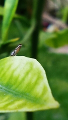 Diaphorina citri